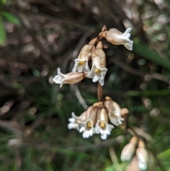 Gastrodia sp. (Potato Orchid) at Kosciuszko National Park - 6 Jan 2024 by Rebeccajgee