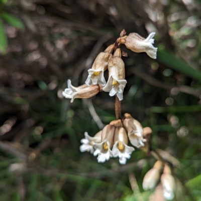 Gastrodia sp. (Potato Orchid) at Kosciuszko National Park - 6 Jan 2024 by Rebeccajgee