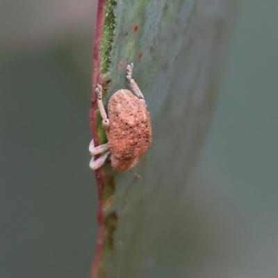 Unidentified Weevil (Curculionoidea) at West Wodonga, VIC - 6 Jan 2024 by KylieWaldon