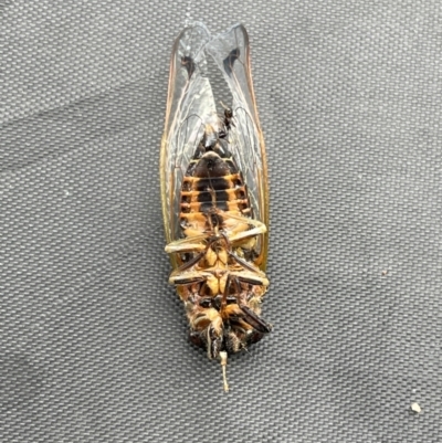 Galanga labeculata (Double-spotted cicada) at QPRC LGA - 7 Jan 2024 by Mavis