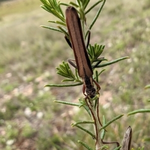 Uracanthus bivitta at suppressed - 7 Jan 2024