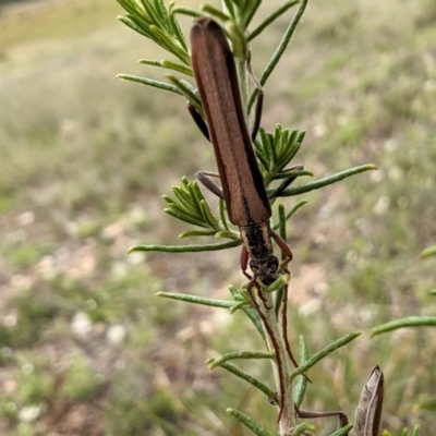 Uracanthus bivitta (Longhorn beetle) at Rugosa - 7 Jan 2024 by SenexRugosus