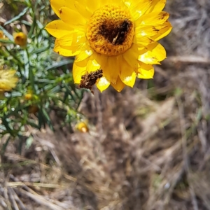 Heliocosma (genus - immature) at Justice Robert Hope Reserve (JRH) - 6 Jan 2024