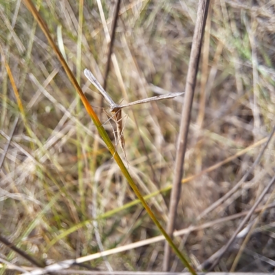 Platyptilia celidotus (Plume Moth) at Justice Robert Hope Reserve (JRH) - 6 Jan 2024 by abread111