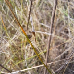 Platyptilia celidotus at Justice Robert Hope Reserve (JRH) - 6 Jan 2024