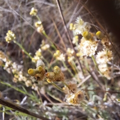 Platyptilia celidotus at Justice Robert Hope Reserve (JRH) - 6 Jan 2024