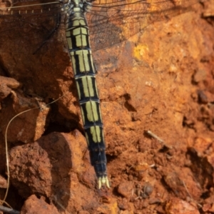 Orthetrum caledonicum at Mount Ainslie - 7 Jan 2024