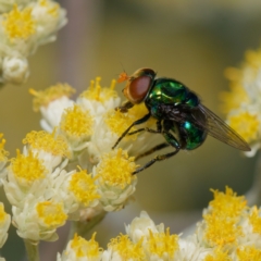 Chrysomya sp. (genus) (A green/blue blowfly) at Downer, ACT - 7 Jan 2024 by RobertD