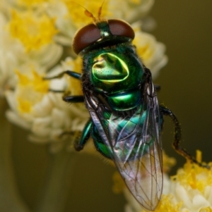 Chrysomya sp. (genus) at Downer, ACT - 7 Jan 2024