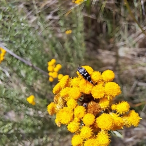 Mordella dumbrelli at Justice Robert Hope Reserve (JRH) - 6 Jan 2024