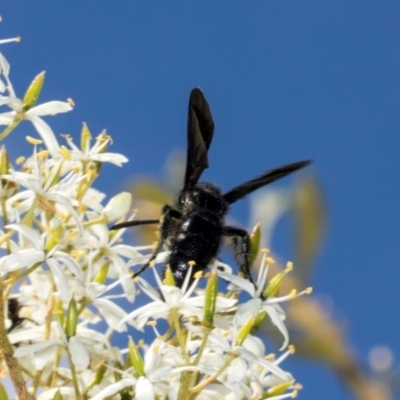 Austroscolia soror (Blue Flower Wasp) at The Pinnacle - 27 Dec 2023 by AlisonMilton