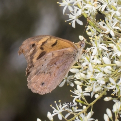 Heteronympha merope (Common Brown Butterfly) at The Pinnacle - 27 Dec 2023 by AlisonMilton