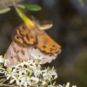 Heteronympha merope at The Pinnacle - 28 Dec 2023 10:39 AM