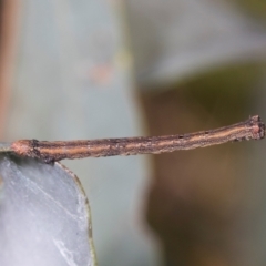 Geometridae (family) IMMATURE (Unidentified IMMATURE Geometer moths) at Hawker, ACT - 27 Dec 2023 by AlisonMilton