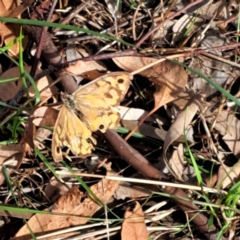 Heteronympha merope (Common Brown Butterfly) at Watson Woodlands - 6 Jan 2024 by abread111