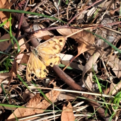 Heteronympha merope (Common Brown Butterfly) at Watson Woodlands - 6 Jan 2024 by abread111