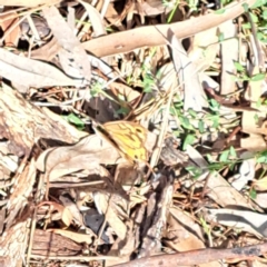 Heteronympha merope at Justice Robert Hope Reserve (JRH) - 6 Jan 2024 05:26 PM