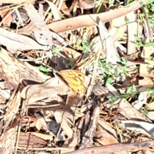 Heteronympha merope at Justice Robert Hope Reserve (JRH) - 6 Jan 2024 05:26 PM