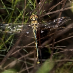 Hemicordulia tau (Tau Emerald) at The Pinnacle - 28 Dec 2023 by AlisonMilton