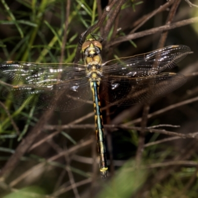 Hemicordulia tau (Tau Emerald) at The Pinnacle - 27 Dec 2023 by AlisonMilton