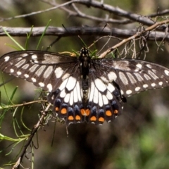 Papilio anactus (Dainty Swallowtail) at The Pinnacle - 28 Dec 2023 by AlisonMilton