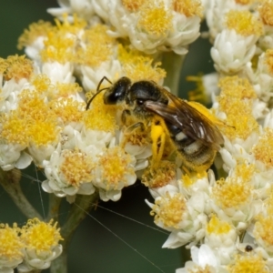 Lasioglossum (Chilalictus) sp. (genus & subgenus) at Downer, ACT - 7 Jan 2024