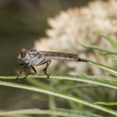 Cerdistus sp. (genus) (Slender Robber Fly) at The Pinnacle - 28 Dec 2023 by AlisonMilton