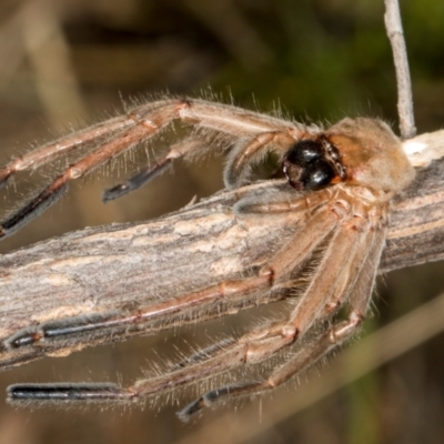 Delena cancerides (Social huntsman spider) at The Pinnacle - 28 Dec 2023 by AlisonMilton