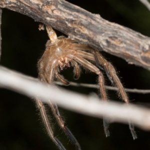 Sparassidae (family) at The Pinnacle - 28 Dec 2023