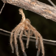 Delena cancerides at The Pinnacle - 28 Dec 2023