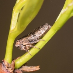 Eurymelinae (subfamily) at Hawker, ACT - 27 Dec 2023 by AlisonMilton