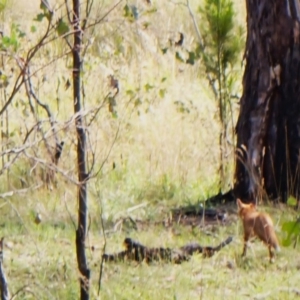 Vulpes vulpes at Mount Painter - 27 Dec 2023 10:01 AM