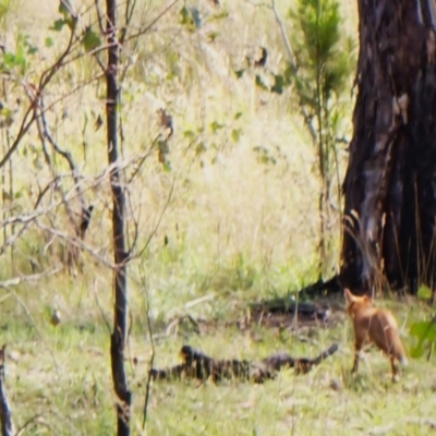 Vulpes vulpes (Red Fox) at Cook, ACT - 26 Dec 2023 by CathB