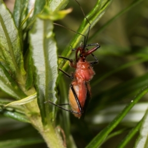 Gminatus australis at The Pinnacle - 28 Dec 2023