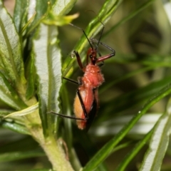 Gminatus australis at The Pinnacle - 28 Dec 2023