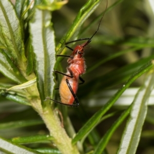 Gminatus australis at The Pinnacle - 28 Dec 2023 11:13 AM