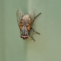 Unverified True fly (Diptera) at Isaacs, ACT - 7 Jan 2024 by Mike