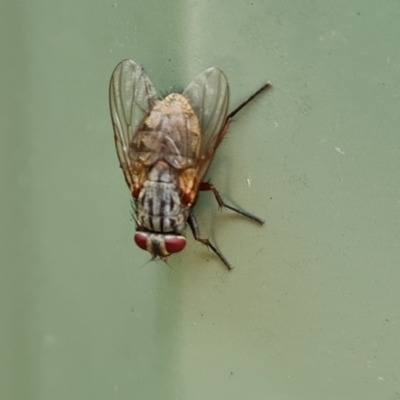 Unidentified True fly (Diptera) at Isaacs, ACT - 7 Jan 2024 by Mike