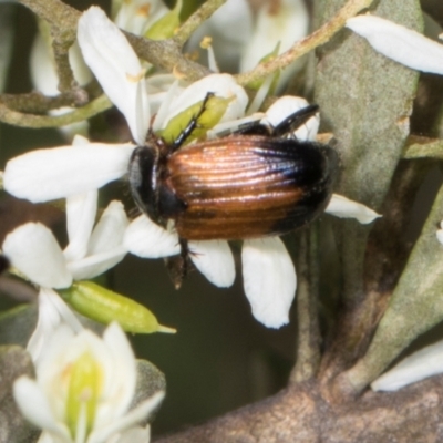 Phyllotocus navicularis (Nectar scarab) at The Pinnacle - 28 Dec 2023 by AlisonMilton