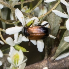 Phyllotocus navicularis at The Pinnacle - 28 Dec 2023 10:39 AM