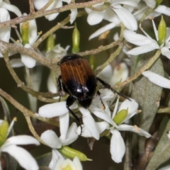 Phyllotocus navicularis at The Pinnacle - 28 Dec 2023 10:39 AM