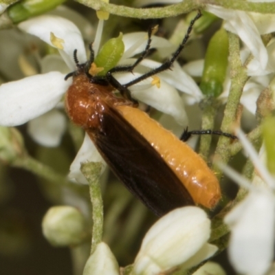 Bibio imitator (Garden maggot) at The Pinnacle - 28 Dec 2023 by AlisonMilton