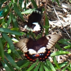 Papilio aegeus (Orchard Swallowtail, Large Citrus Butterfly) at Cook, ACT - 6 Jan 2024 by CathB