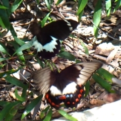 Papilio aegeus at Cook, ACT - 6 Jan 2024