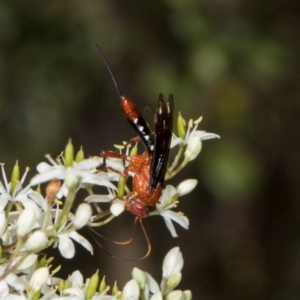 Lissopimpla excelsa at The Pinnacle - 28 Dec 2023 10:38 AM