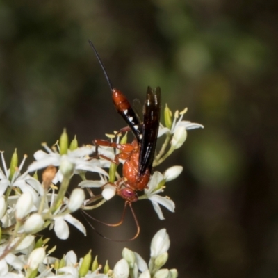 Lissopimpla excelsa (Orchid dupe wasp, Dusky-winged Ichneumonid) at The Pinnacle - 27 Dec 2023 by AlisonMilton