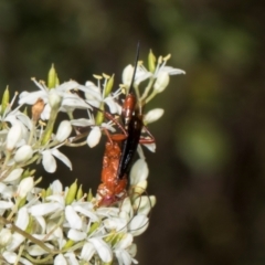 Lissopimpla excelsa at The Pinnacle - 28 Dec 2023 10:38 AM