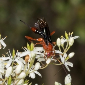 Lissopimpla excelsa at The Pinnacle - 28 Dec 2023 10:38 AM