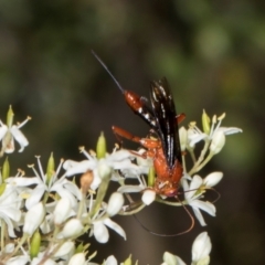 Lissopimpla excelsa at The Pinnacle - 28 Dec 2023 10:38 AM