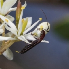 Syllitus microps (Longicorn or Longhorn beetle) at Hawker, ACT - 27 Dec 2023 by AlisonMilton